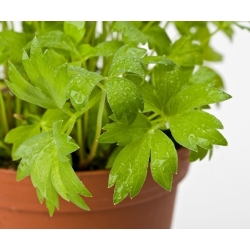 Benih Lovage - Levisticum officinale - 130 biji