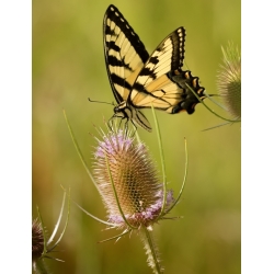 Dipsacus sativus - 175 semillas