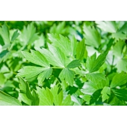 Benih Lovage - Levisticum officinale - 130 biji