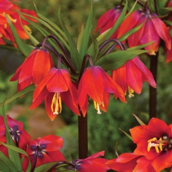 Fritillaria imperiale - rosso -  Fritillaria imperialis