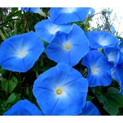סגול בוקר זרעי זרעי - Ipomoea purpurea - 135 זרעים