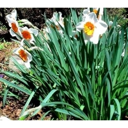 نایکوس پروفسور انیشتین - استاد عینشتین - 5 لامپ - Narcissus