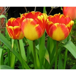 튤립 반자 루카 - 튤립 반자 루카 - 5 알뿌리 - Tulipa Banja Luka