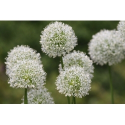 Aglio decorativo - Mount Everest - Allium Mount Everest