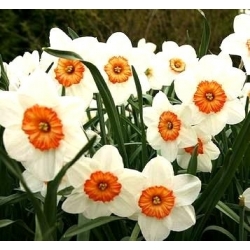 نایکوس پروفسور انیشتین - استاد عینشتین - 5 لامپ - Narcissus