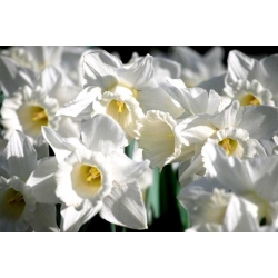 ناروتو کوه هود - Daffodil کوه هود - 5 لامپ - Narcissus
