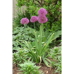 Aglio Cristophii - pacchetto di 5 pezzi - Allium cristophii
