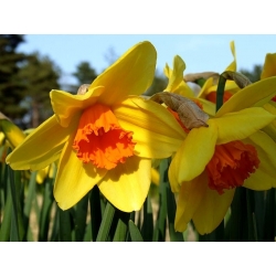 نارسیس Fortissimo - Daffodil Fortissimo - 5 لامپ - Narcissus