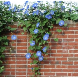 סגול בוקר זרעי זרעי - Ipomoea purpurea - 135 זרעים