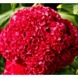 Cockscomb karışık tohumlar - Celosia argentea cristata nana - 600 seeds