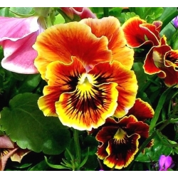 Pansy Rococo mix seeds - Viola × wittrockiana