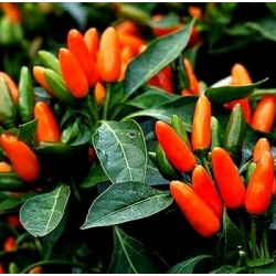 זרעי פלפל נוי - Capsicum annuum - 40 זרעים - Capsicum annum L.