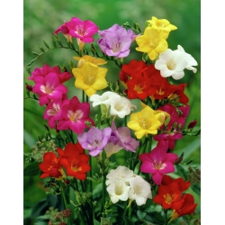 Freesia - Single Mix - pacchetto di 10 pezzi