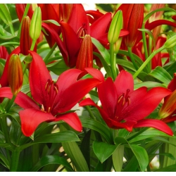 Lilium, Lily Asiatik Merah - umbi / umbi / akar - Lilium 