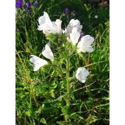 Paterson's Curse gemengde zaden - Echium plantagineum - 250 zaden