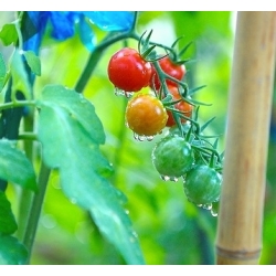 Biji tomat Tomato - Lycopersicon esculentum Mill - 160 biji - Lycopersicon esculentum var. cerasiforme 