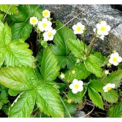 알파인 딸기 바론 Solemacher의 씨앗 - Fragaria vesca - 640 씨앗