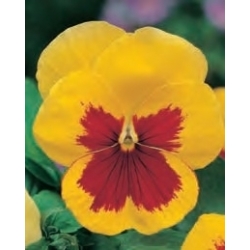 Pansy Red Yellow seeds - Viola x wittrockiana - 320 seeds