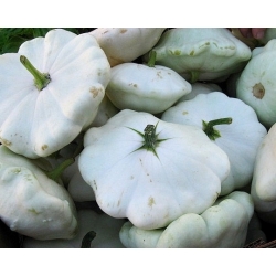 Pâtisson "Polo" - Cucurbita pepo - 24 graines - Cucurbita pepo var. Patisoniana