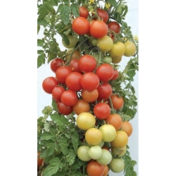 Semena rdeče višnje češnjevega paradižnika Pokusa - Lycopersicon lycopersicum - 480 semen - Lycopersicon esculentum Mill 