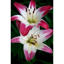 Lilium, Lily Pink & White