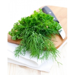 Garden Dill Szmaragd بذور - شواهد القبور - 2800 بذور - Anethum graveolens L. - ابذرة