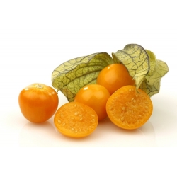 케이프 구즈 베리, 그라운드 벚꽃 씨앗 - Physalis peruviana