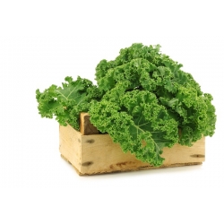 Kale Dwarf Green Curled seeds - Brassica oleracea - 300 seeds