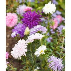 Adatu Aster sajauktas sēklas - Callistephus chinensis - 500 sēklas