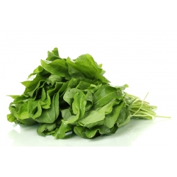 Acedera común - Lyoński - 1600 semillas - Rumex acetosa