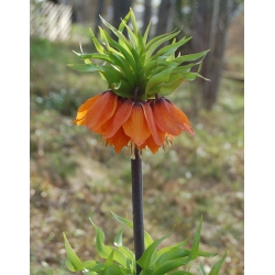 Fritillaria imperialis - arancione