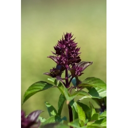 Thai Basil Siam Queen Samen - Ocimum basilicum - 900 Samen - 