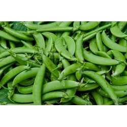 Pea Ilowiecki seeds - Pisum sativum - 280 seeds