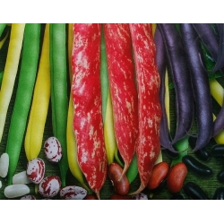 Dwarf Common Bean mješovito sjeme - Phaseolus vulgaris - Phaseolus vulgaris L. - sjemenke