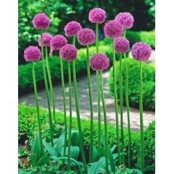 Aglio decorativo - His Excellency - Allium His Excellency