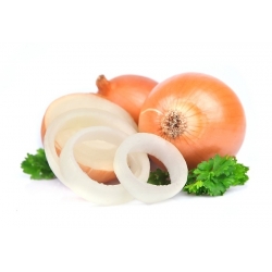 Cebolla - Sochaczewska - 1250 semillas - Allium cepa L.