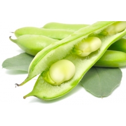 Saubohne Bartek Samen - Vicia faba - 