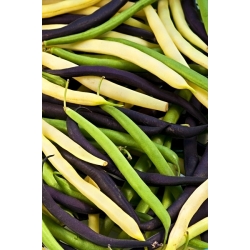 Dwarf Common Bean mješovito sjeme - Phaseolus vulgaris - Phaseolus vulgaris L. - sjemenke