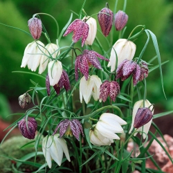 Fritillaria - Testa di serpente - pacchetto di 5 pezzi - Fritillaria Meleargis