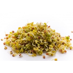 Ravanello - Raphanus sativus L. - semi