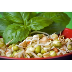 Forró hajtás keverék -  - magok