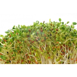 Francia hajtás keverék -  - magok