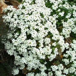 Alpine Rock Cress Samen - Arabis alpina - 1170 Samen - 