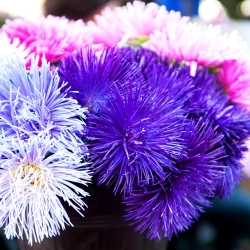 Adatu Aster sajauktas sēklas - Callistephus chinensis - 500 sēklas