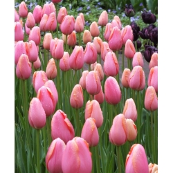 Tulipa Menton - Tulip Menton - 5 bulbs