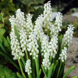Jacinthes à grappes blanc - paquet de 5 pièces - Muscari botryoides Album