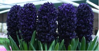 Hyasintslekta - Dark Dimension - Hyacinthus