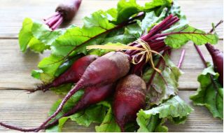 Remolacha - Opolski - semillas en cinta - Beta vulgaris var. Conditiva