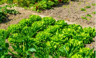 Butterhead-sallad 'Asien' - 