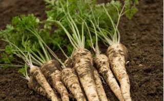 Петру́шка кудря́вая - Halblange - Eagle - Petroselinum crispum  - семена